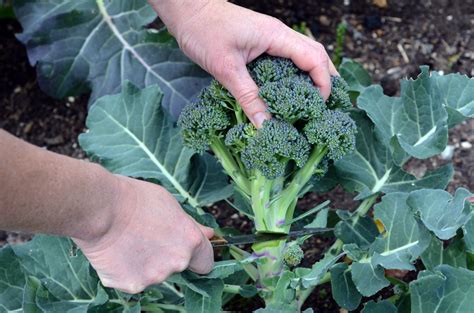 When to harvest broccoli. It gives plants (and roots) more room to grow, and results in bigger heads at harvest. Sow the seed thinly at a depth of three quarters of an inch (2cm). It’s good to drop two or three seeds every 10-12in (25-30cm) along the row. Cover seeds lightly with soil and moisten gently so as not to disturb the seeds. 