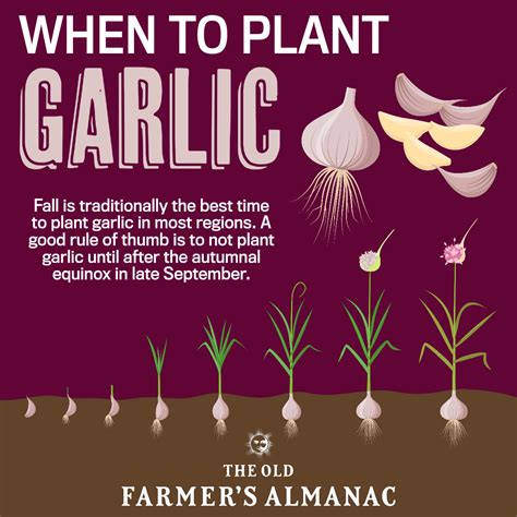 When to harvest garlic planted in fall