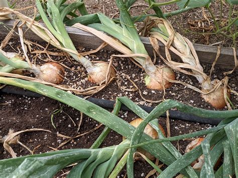When to harvest onions. When I harvest some of the Red Welsh Bunching Onions, I pull the entire plant, then peel off the smallest onion and re-plant it when the bunch was pulled out. That young onion will grow and divide to produce more onions, making them perpetual. 5. Reply. Brenda (@guest_11911) #11911. 