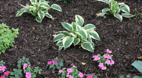When to mulch in spring