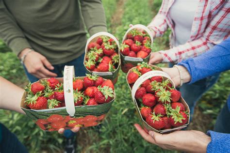 When to pick strawberries in ontario