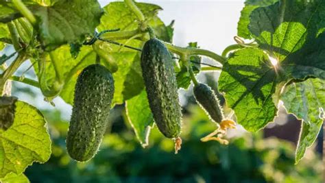 When to plant cucumbers in alabama