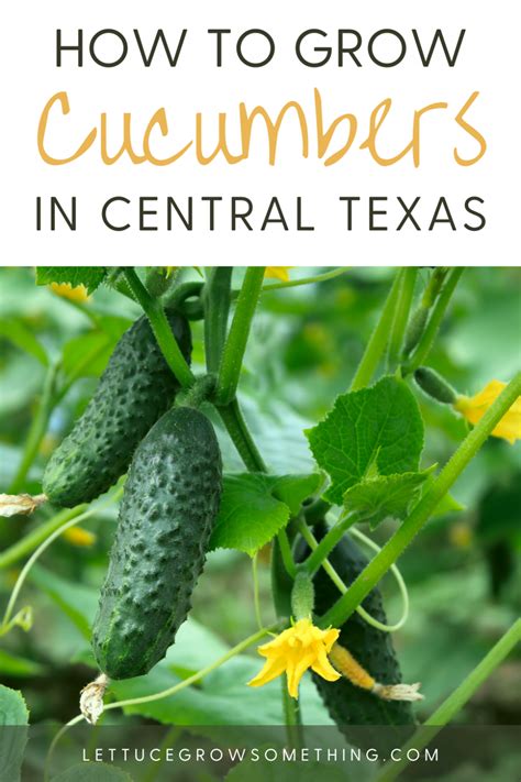 When to plant cucumbers in central texas