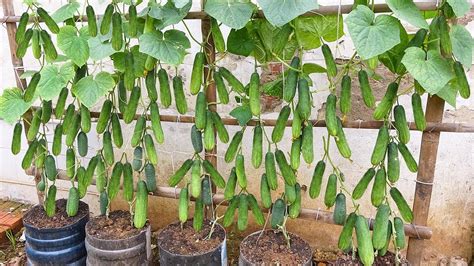 When to plant cucumbers in pa