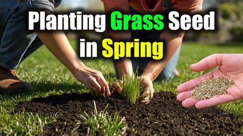 When to plant grass in spring