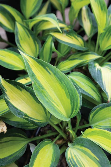 When to plant hostas in illinois
