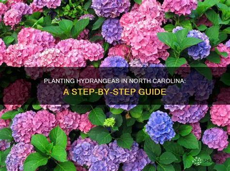 When to plant hydrangeas in nc