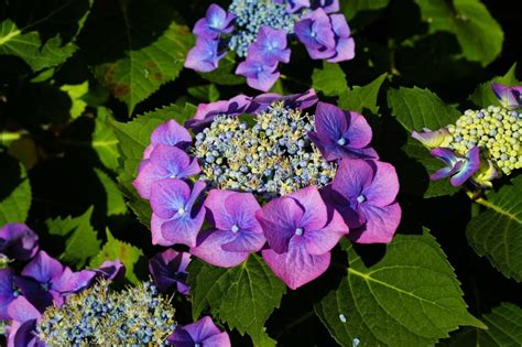 When to plant hydrangeas in ohio