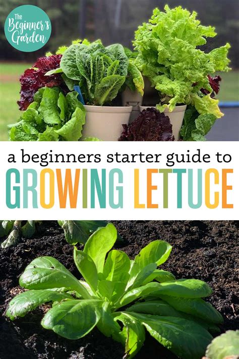 When to plant lettuce in sc