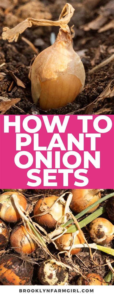 When to plant onion sets in texas