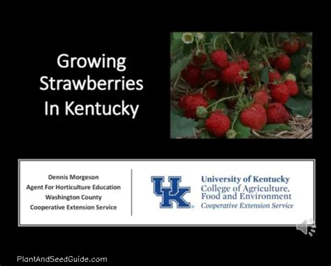 When to plant strawberries in kentucky