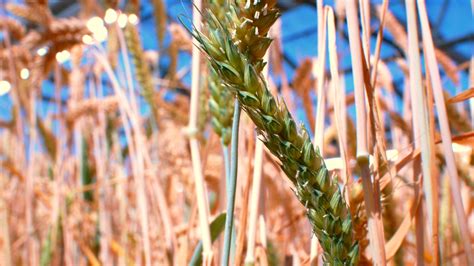 When to plant wheat in nc