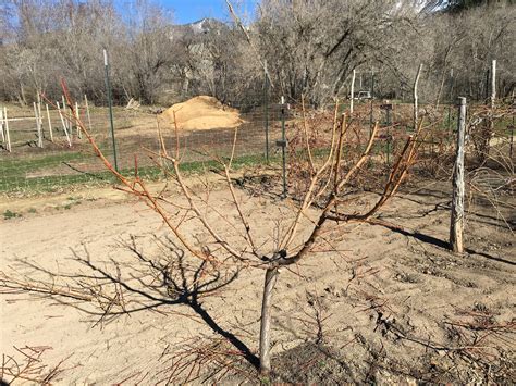 When to prune a peach tree. Prune back scaffold branches to one-third of their length. Second dormant season: Prune away fast-growing new shoots but leave twig growth, which will be the fruit-bearing wood (on most peach trees). Choose and encourage additional scaffolds, if needed. Third dormant season: Prune off any broken limbs or crossing branches, but don’t do any ... 