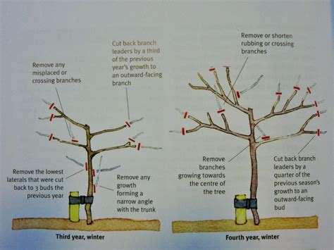 When to prune apple tree. Prune the leader to a bud 24 to 30 inches above the uppermost set of lateral branches. Select lateral branches spaced 4 to 6 inches apart along the trunk/leader, and prune the rest. Laterals should be growing in a mostly horizontal direction, shooting out from the trunk equally in all directions. 