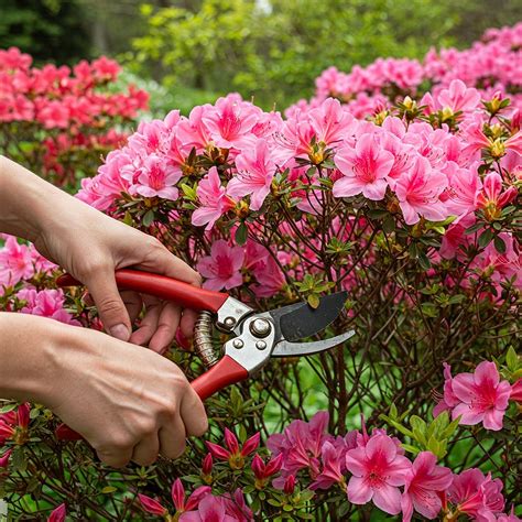 When to prune azaleas in ohio