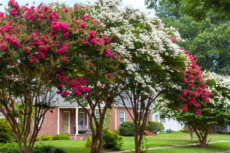 When to prune crape myrtle in pa