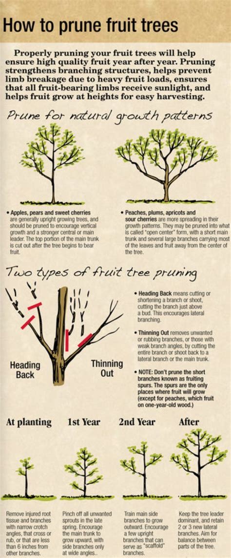 When to prune fruit trees. PRUNING 101. Rule of thumb in pruning fruiting trees is that the optimal time to prune is right after you pick the crop of fruit. That gives the tree the right amount of time to grow new growth before the next blossom set. Second rule of thumb is you generally cut to within 10" of the previous cut or fork in the branch. 