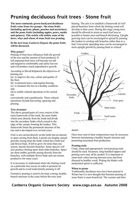 When to prune fruit trees in canberra