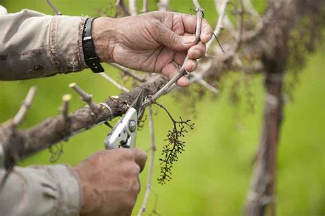 When to prune grape vines in california