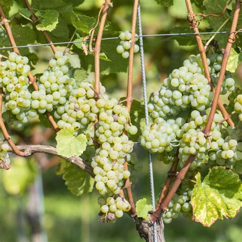 When to prune grapes in utah
