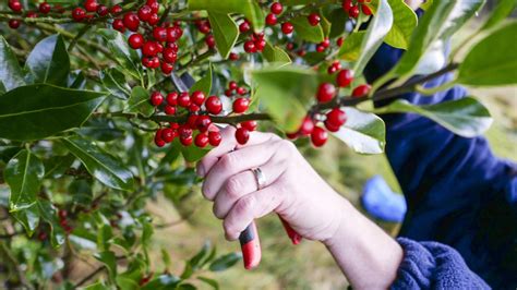 When to prune holly bushes. Oftentimes, when not looked after, the trees tend to grow in directions that encroach in other areas. To trim the tree, you need to make sure that the sheers are sharp enough. Cut only one-third of the oldest stems from the holly tree, and choose the stems that are already dying or look lopsided. Next, prune another one-third after … 