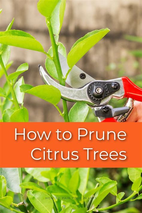 When to prune lime trees in pots