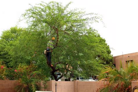 When to prune mesquite trees in arizona