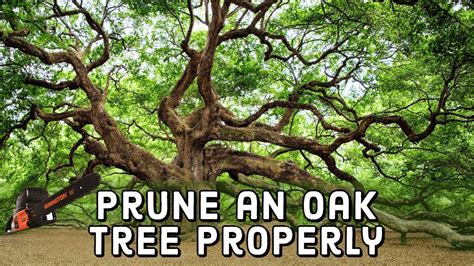 When to prune oak trees in mn