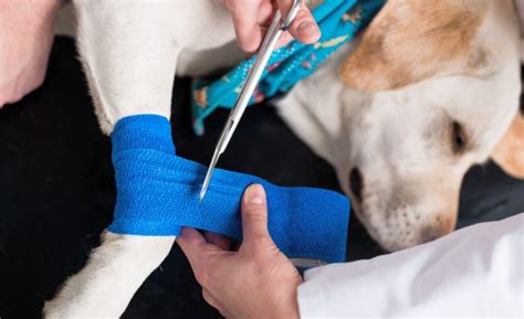 When to put a dog down with torn acl. When To Put A Dog Down With Torn ACL 