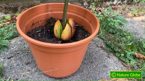 When to put avocado in soil