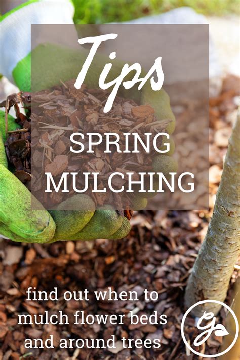 When to put down mulch in spring