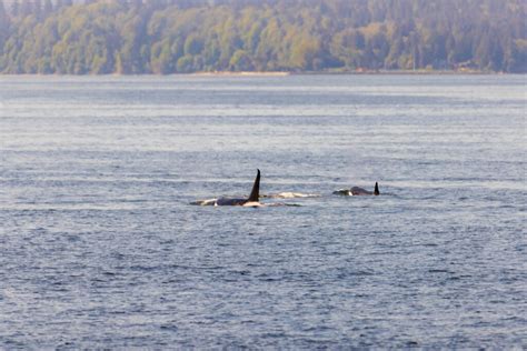 When to see orcas in seattle