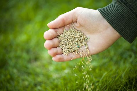 When to seed grass. How to plant grass seed. 1. Loosen the soil. Dig up the ground and discard any weeds or rocks. (Image credit: cjp/Getty Images) You can do this by hand with a spade or fork, although it's quicker and easier to use a tiller or cultivator to plough the soil. You'll need to do this to around the depth of a spade head. 