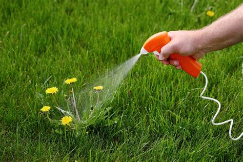 When to spray weeds in spring
