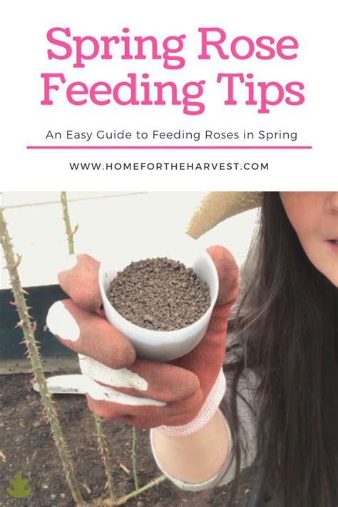 When to start feeding roses in spring