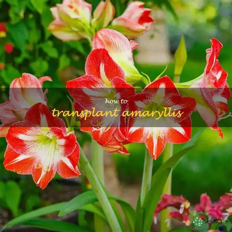 When to transplant amaryllis in texas