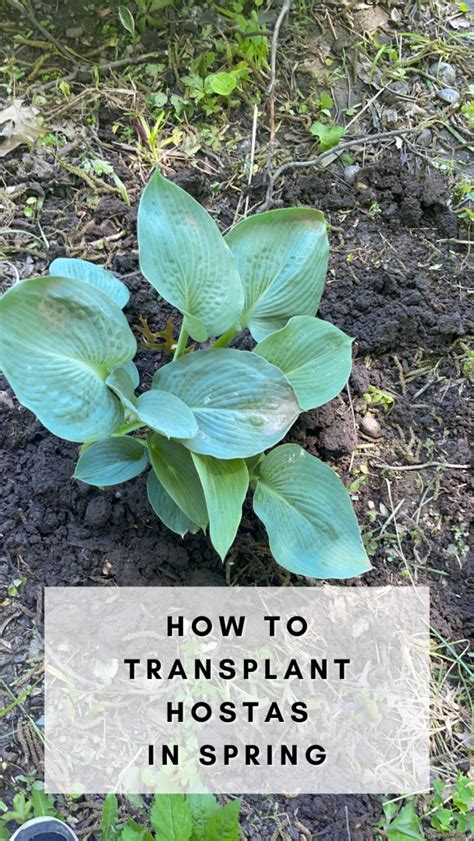 When to transplant hostas in illinois