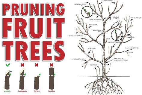 When to trim apple trees. Branches With Narrow Angles. The angle of branches is crucial for the health and productivity of apple trees. Prune off branches that are either less than 40 or greater than 140 degrees. Focus on ... 