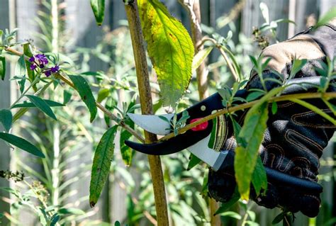 When to trim butterfly bush in ga