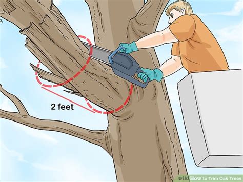 When to trim oak trees in minnesota