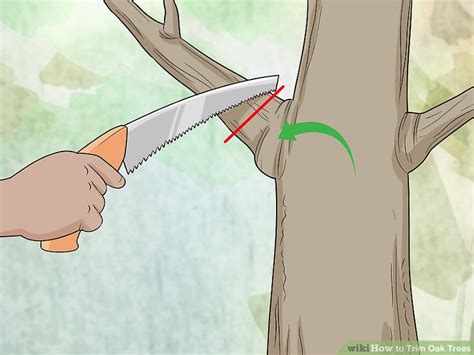 When to trim oak trees in mn