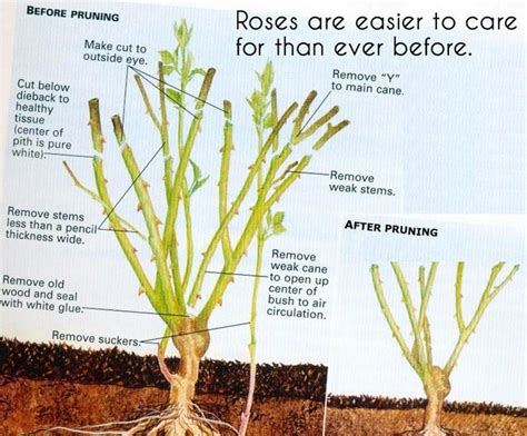 When to trim roses in az
