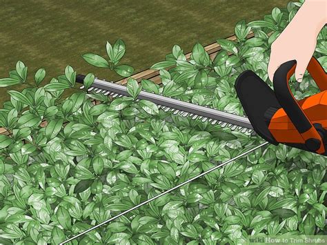 When to trim shrubs in mn