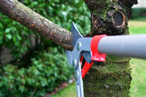 When to trim trees. The best time to prune trees is during the dormant period, usually in late winter from November to March. Dead or diseased branches should be removed as soon as ... 