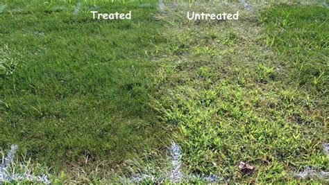 When to use crabgrass preventer in minnesota