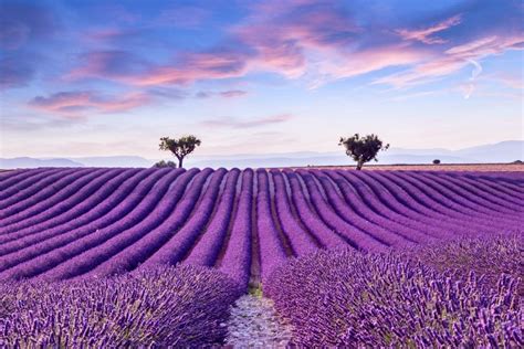 When to visit lavender fields in provence