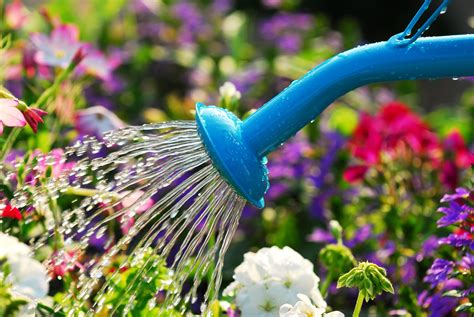 When to water plants. To perform this type of flush, excessively water your plants with water at a pH level between 6.0-6.8 for soil and 5.5-6.5 for hydroponics. Fully saturate your pots, and repeat 15 minutes later ... 