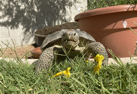 When you adopt a desert tortoise, prepare for a surprisingly social and zippy pet