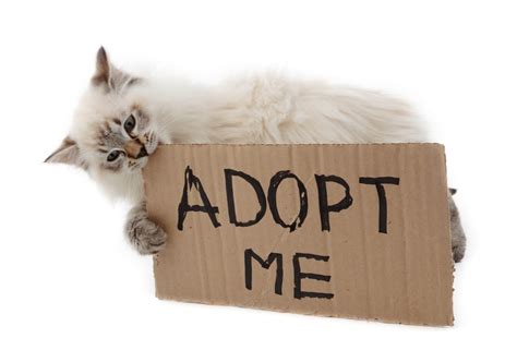 When you are thinking about adopting a new cat, your options may seem limitless