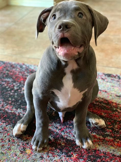When you purchase blue pitbull, american bully, exotic bully, english bulldog or frenshy bulldog puppies from our kennel you can rest assured that you will receive a quality bred puppy from a knowledgeable pit bull breeder